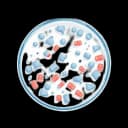 Strain / Clone Development